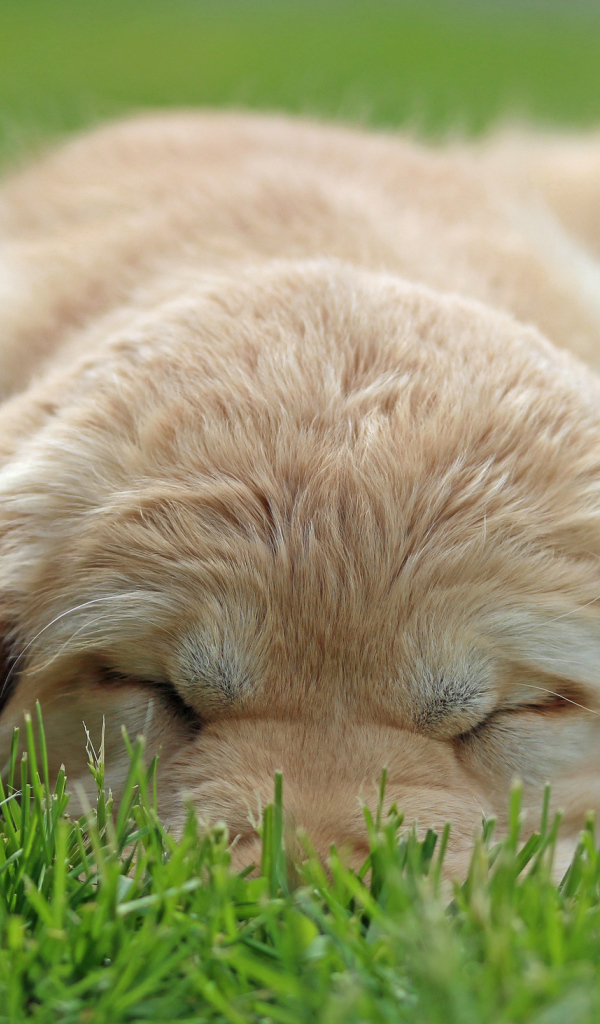 Золотой терьер спит на траве