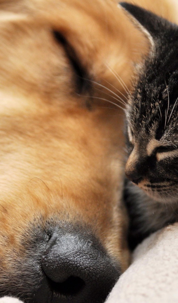 Golden terrier is sleeping with a cat