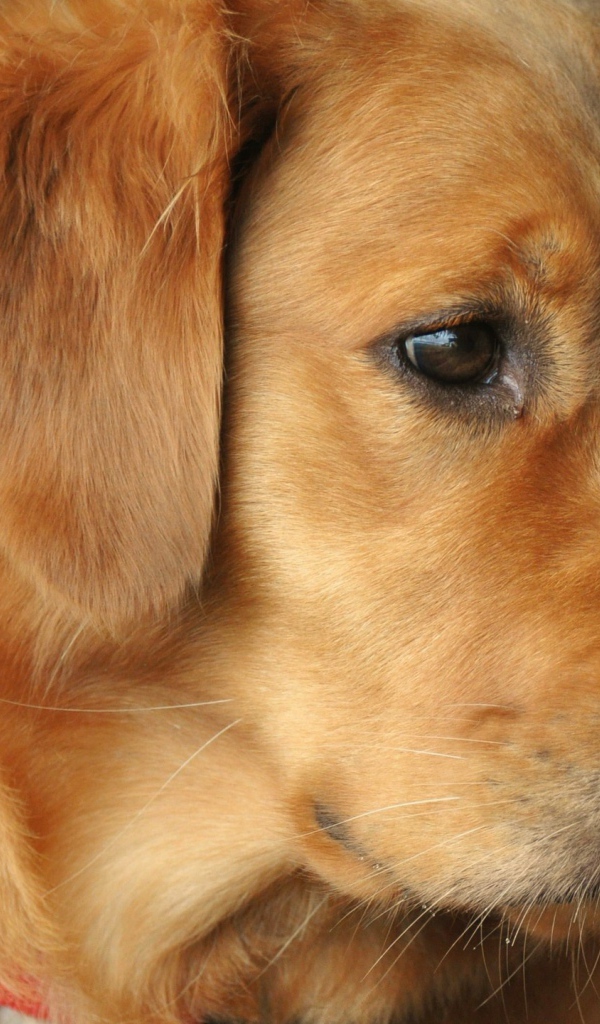 Golden terrier looks interested