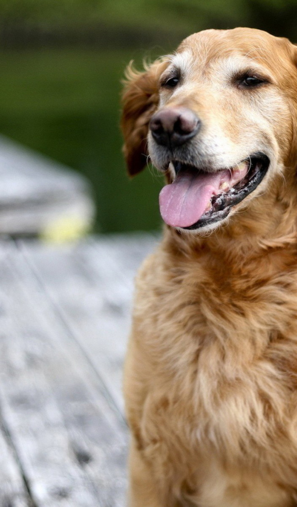 Золотой терьер на мосту