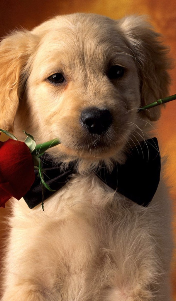 Золотой терьер с розой