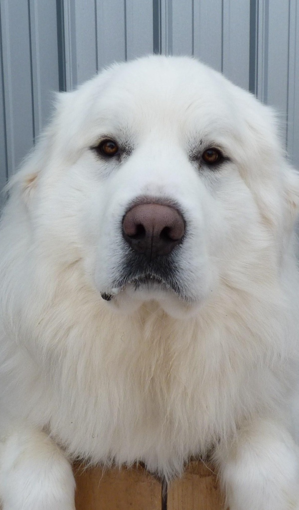 Большая пиренейская собака и коза