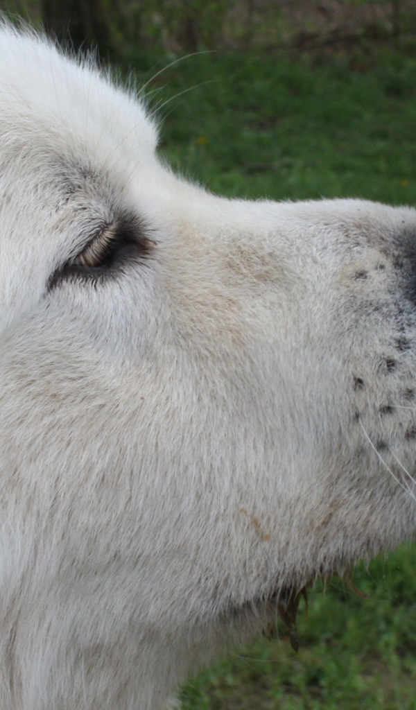 Большая пиренейская собака и щенок
