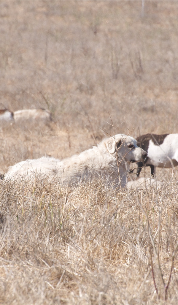Большая пиренейская собака пасёт скот