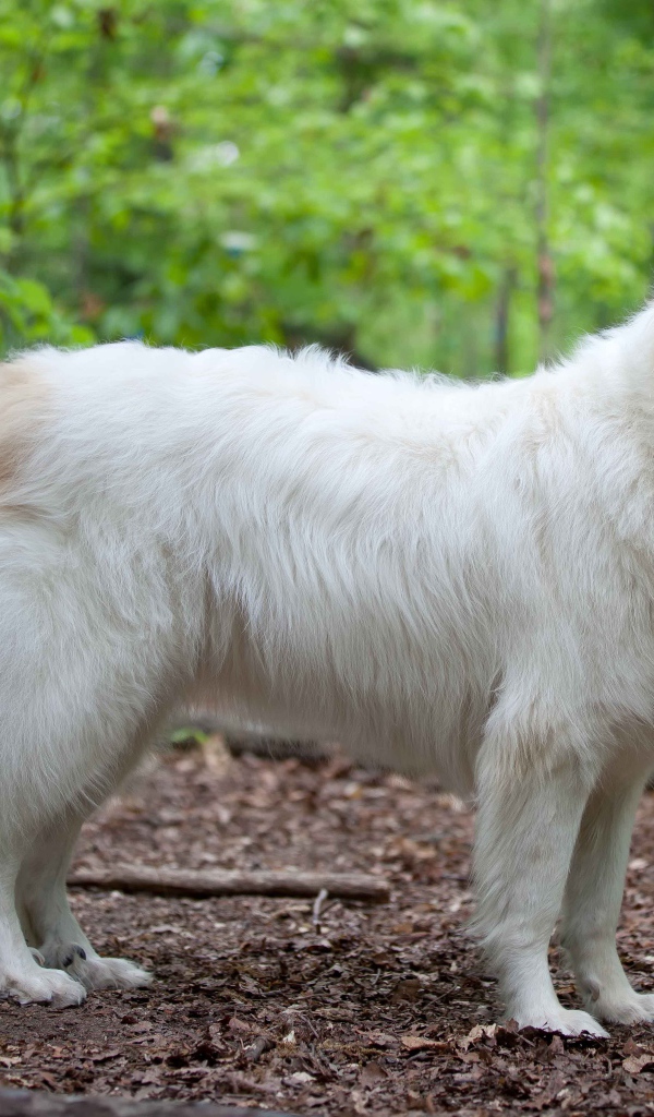 Большая пиренейская собака в лесу
