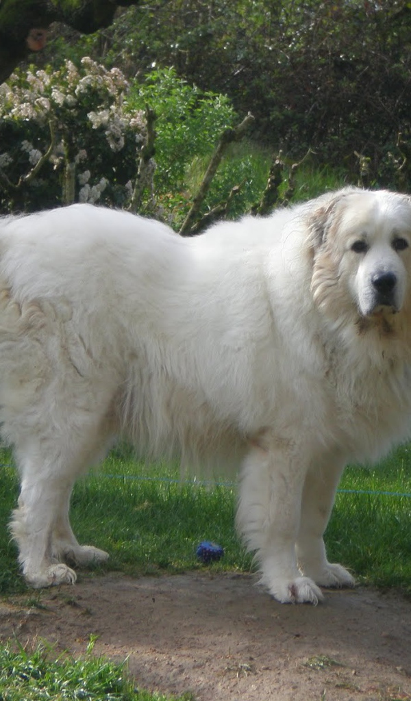 Большая пиренейская собака возле ограды