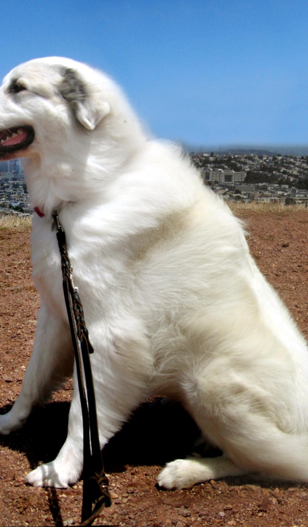 Большая пиренейская собака на фоне города