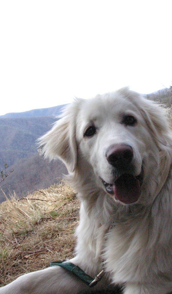 Большая пиренейская собака на холме