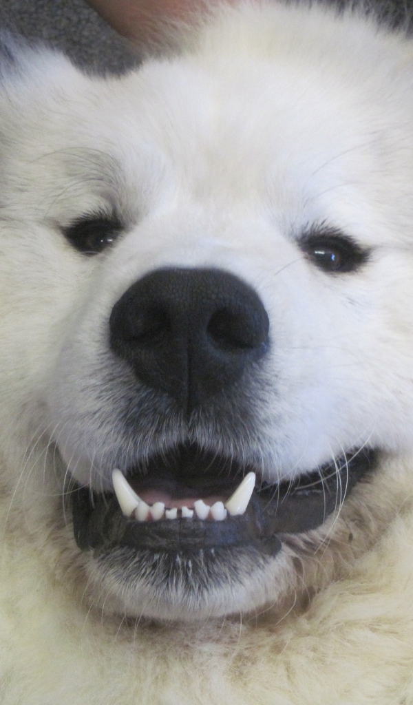Great Pyrenees dog smiling