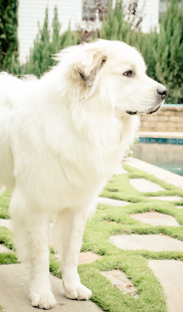 Большая пиренейская собака стоит возле бассейна