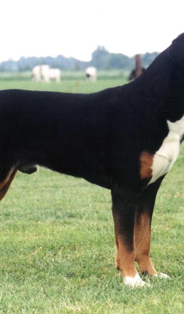 Большой швейцарский зенненхунд в поле