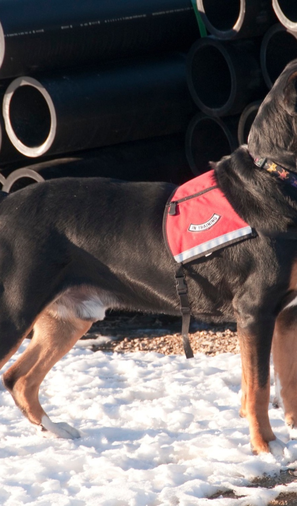 Большой швейцарский зенненхунд на снегу