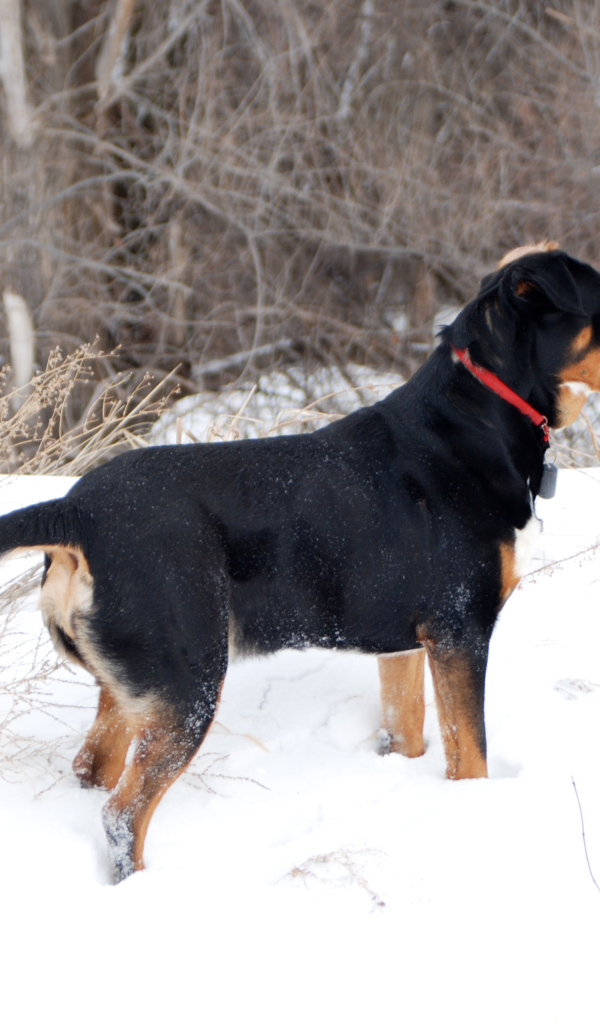 Большой швейцарский зенненхунд зимой