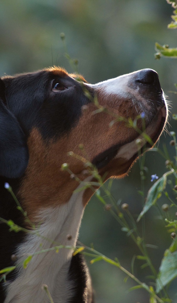 Большой швейцарский зенненхунд смотрит вверх