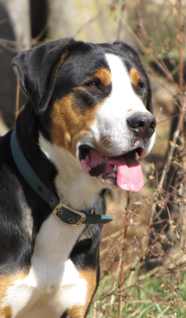 Большой швейцарский зенненхунд смотрит вдаль