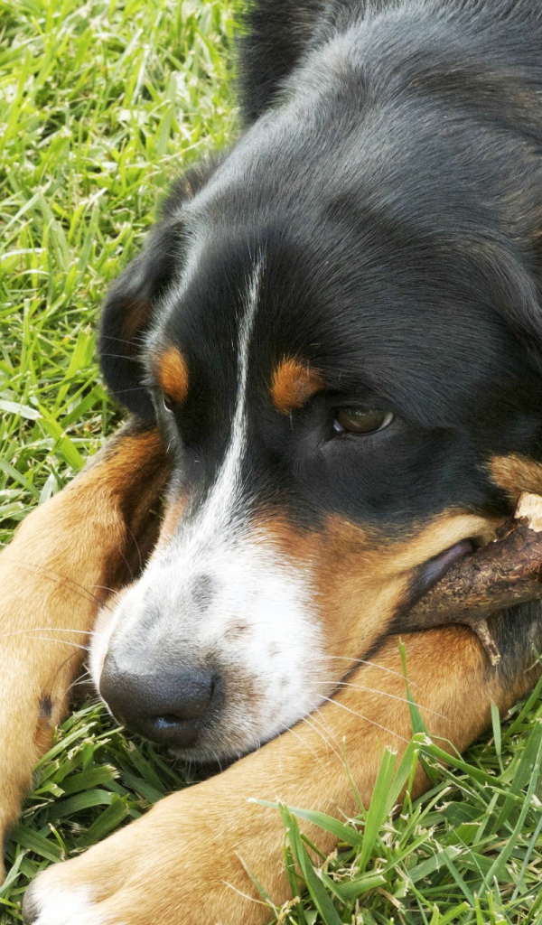 Большой швейцарский зенненхунд лежит на траве с палкой