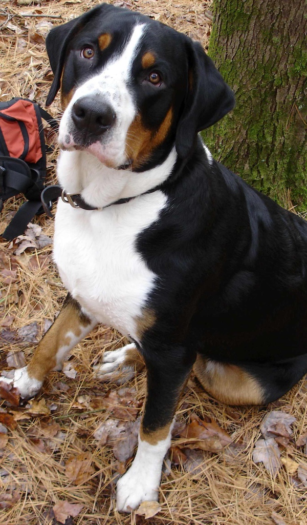 Большой швейцарский зенненхунд возле дерева осенью