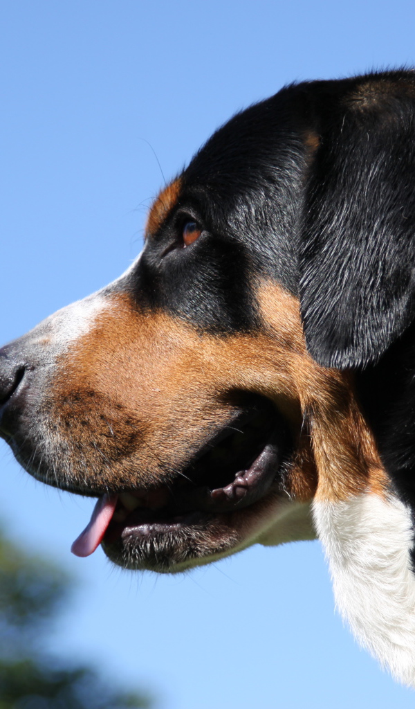 Большой швейцарский зенненхунд на фоне неба