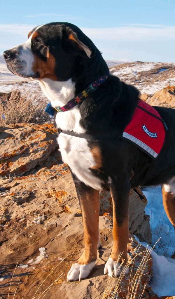 Большой швейцарский зенненхунд на заснеженных скалах