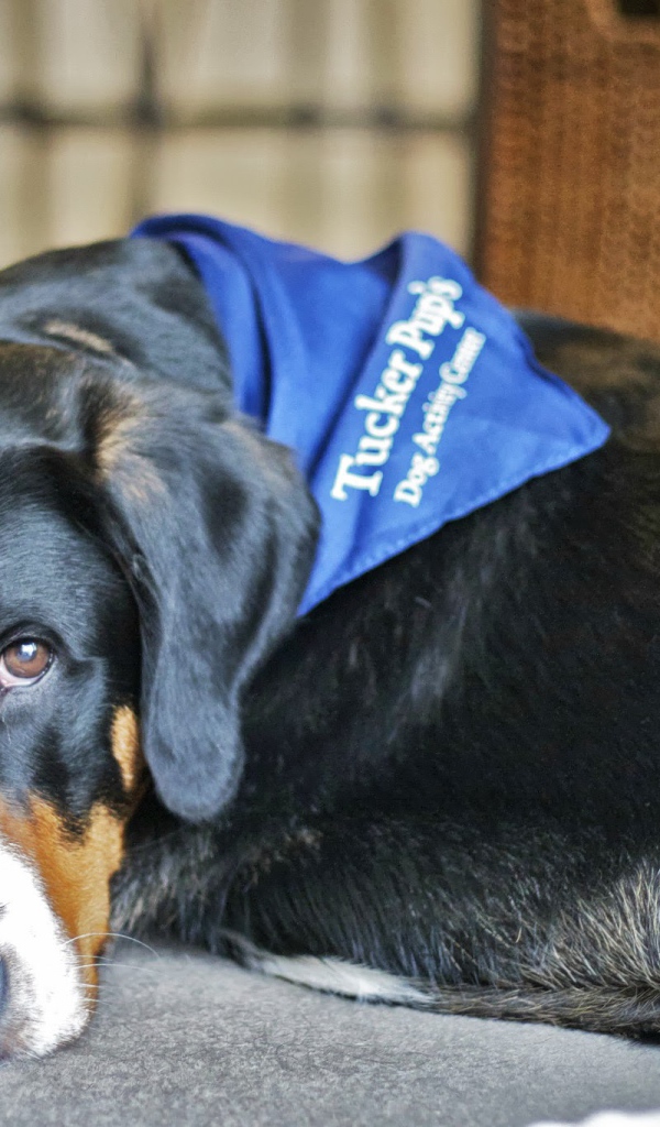 Большой швейцарский зенненхунд отдыхает