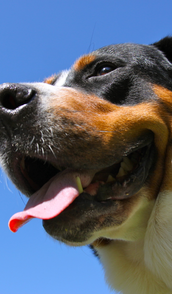 Большой швейцарский зенненхунд улыбается на фоне неба