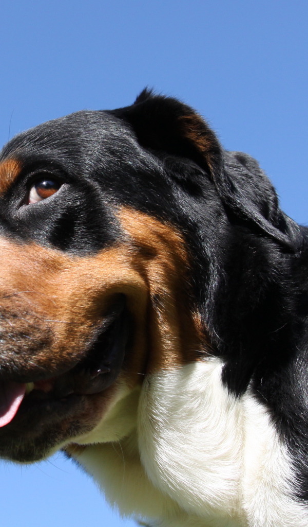 Большой швейцарский зенненхунд смотрит искоса