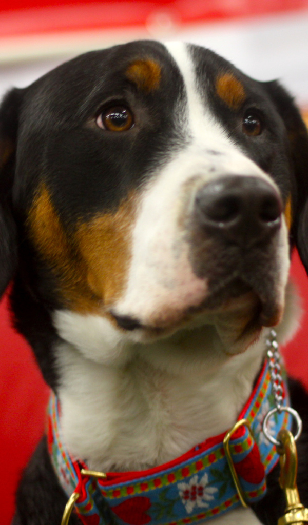 Большой швейцарский зенненхунд с грустными глазами на красном фоне