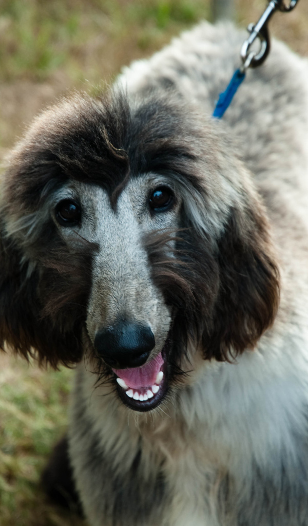 Серая афганская борзая