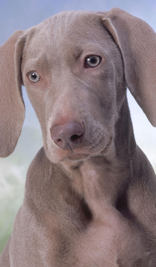 Серый щенок Пойнтер