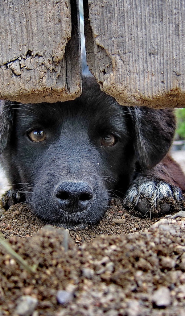 Охранник дома