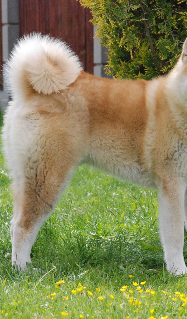 Счастливая акита-ину