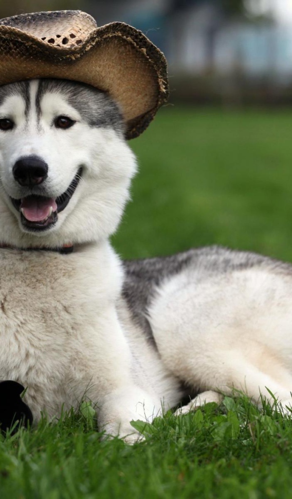 Счастливый аляскинский маламут в шляпе