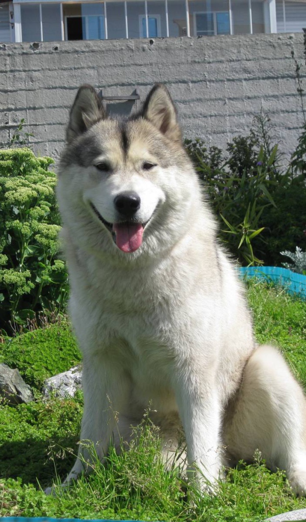 Счастливый аляскинский маламут на хуторе