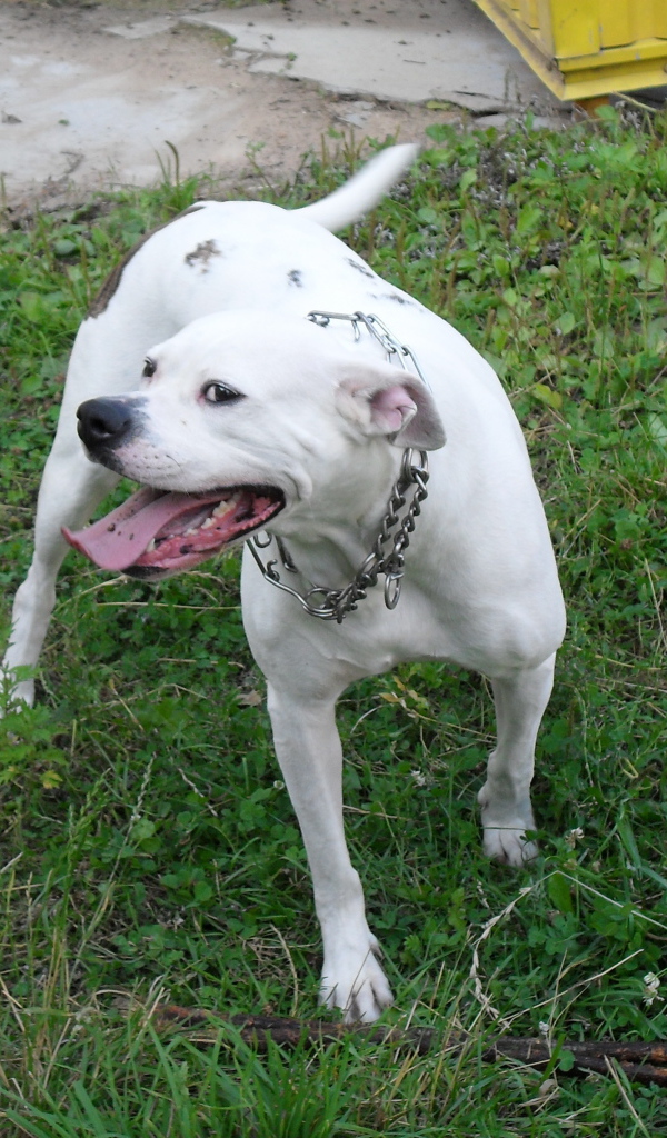 Счастливый американский бульдог