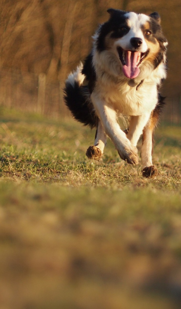 Счастливая австралийская овчарка бежит к хозяину