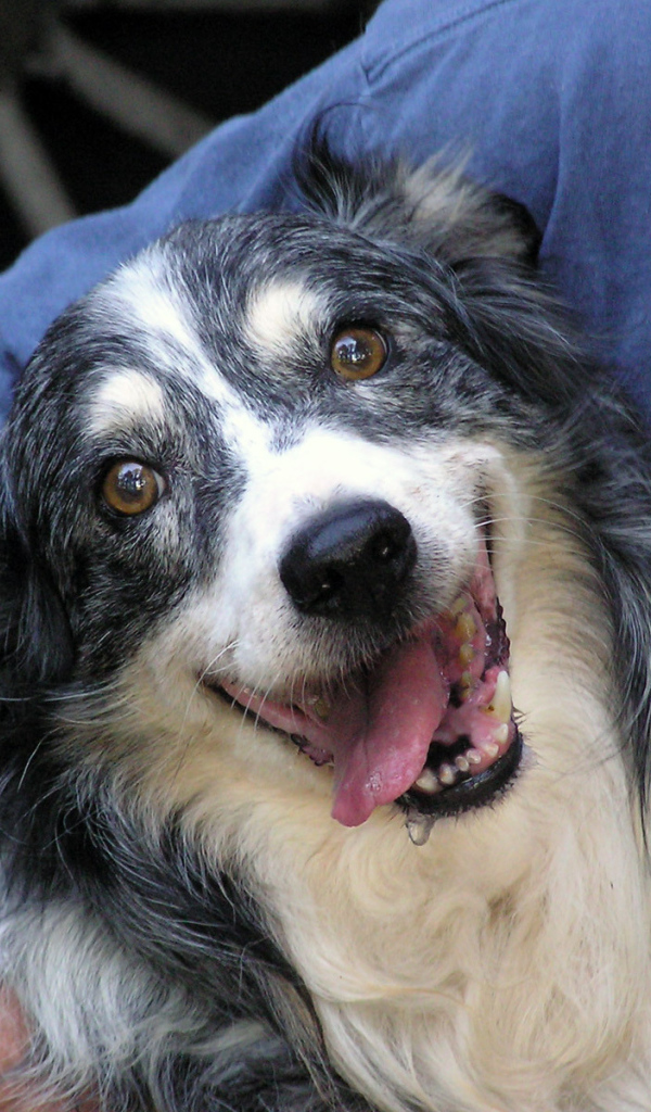 Счастливая австралийская овчарка с хозяином