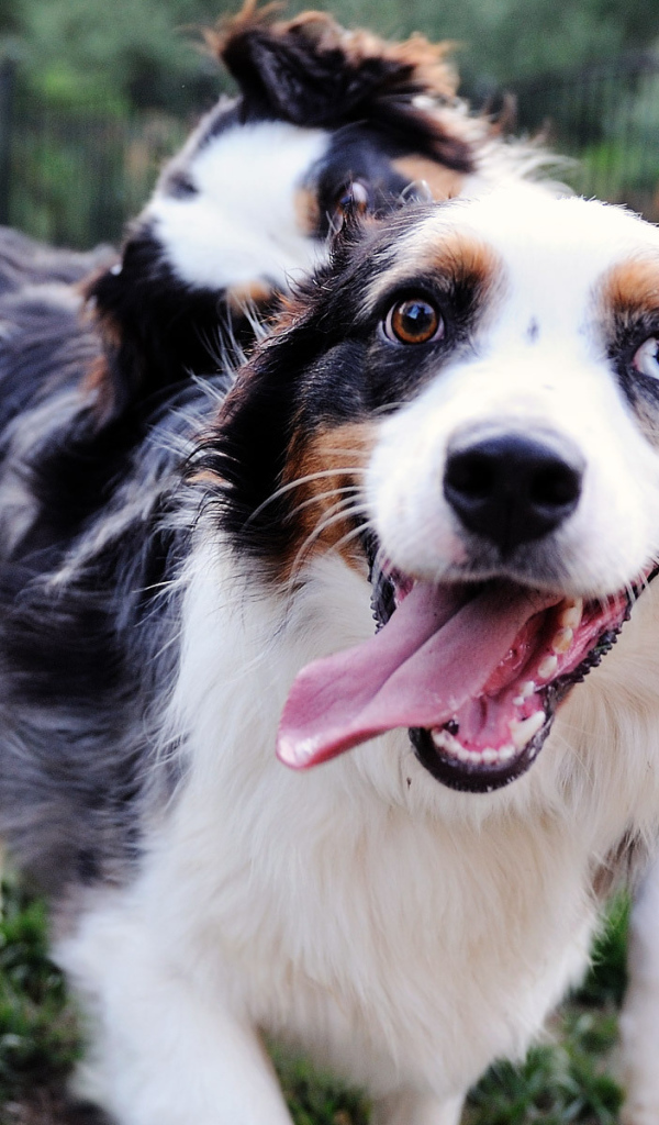 Счастливая австралийская овчарка с разными глазами