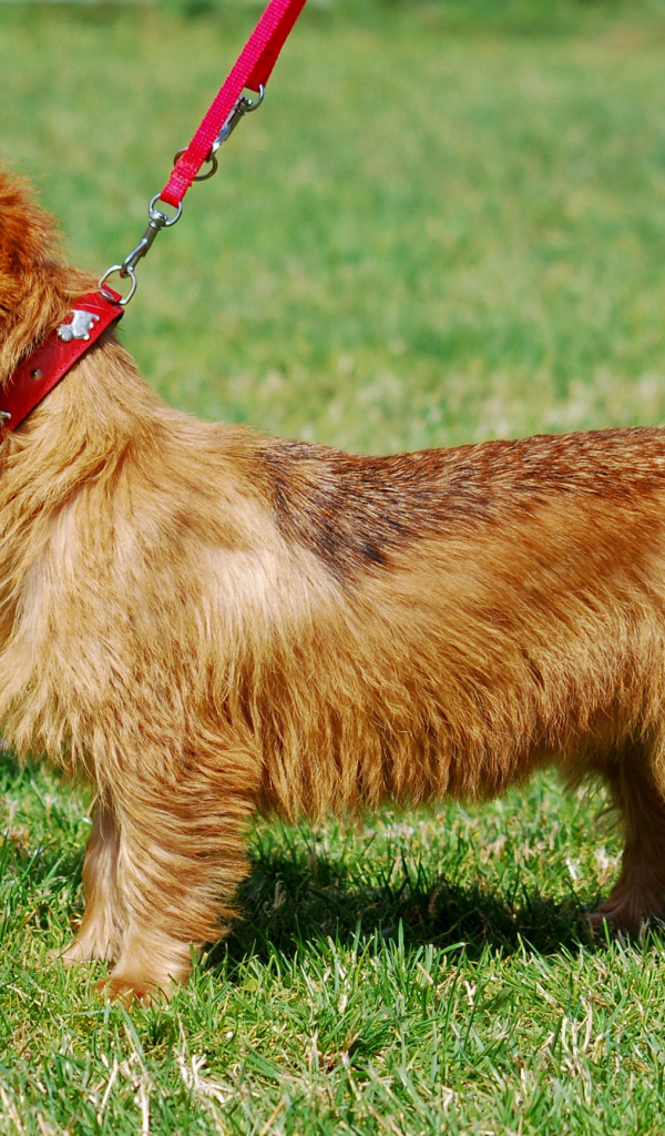 Счастливый австралийский терьер гуляет с хозяином