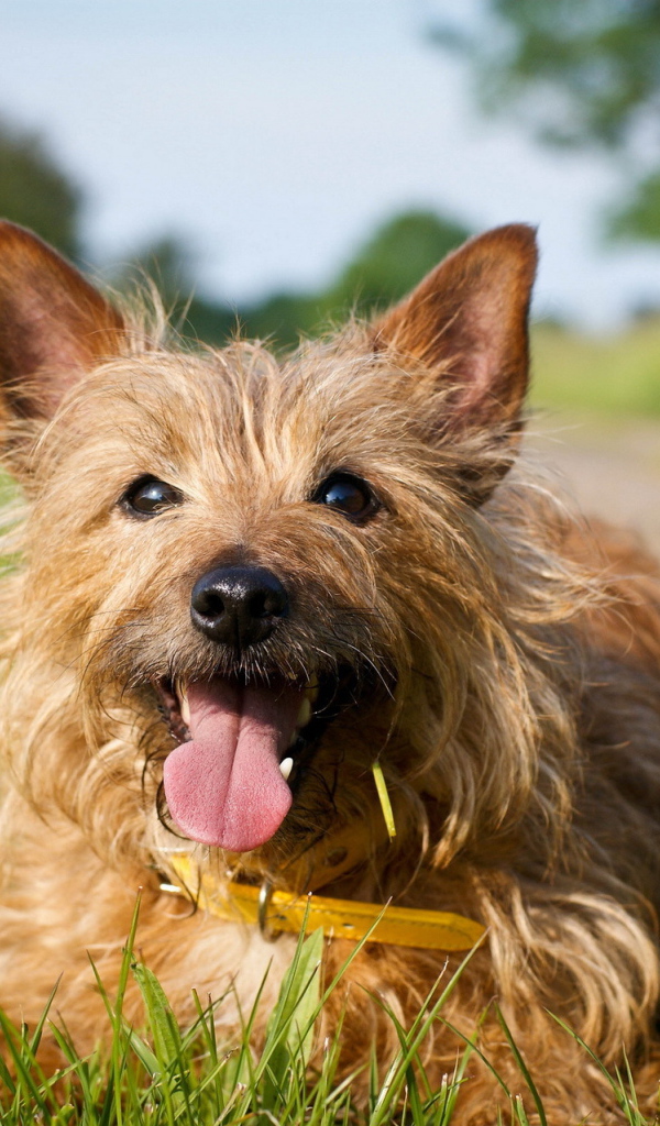 Счастливый австралийский терьер на траве