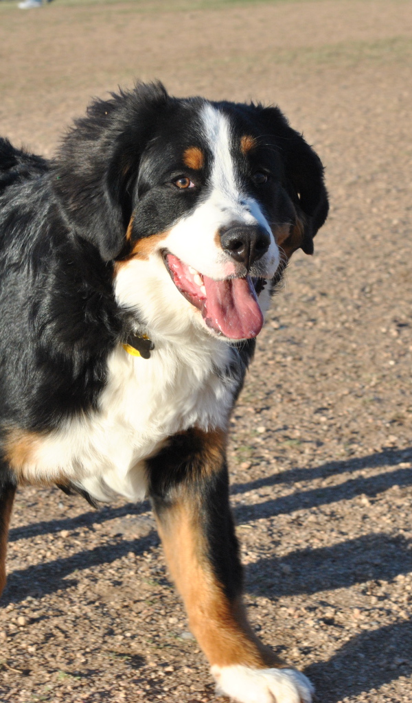 Счастливая бернская пастушья собака