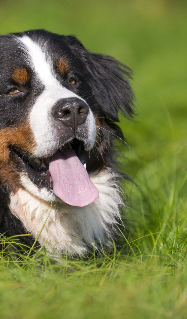 Счастливая бернская пастушья собака лежит в траве