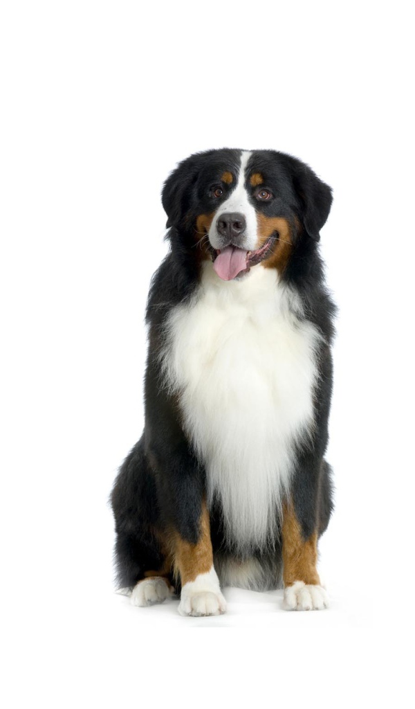 Счастливая бернская пастушья собака на белом фоне