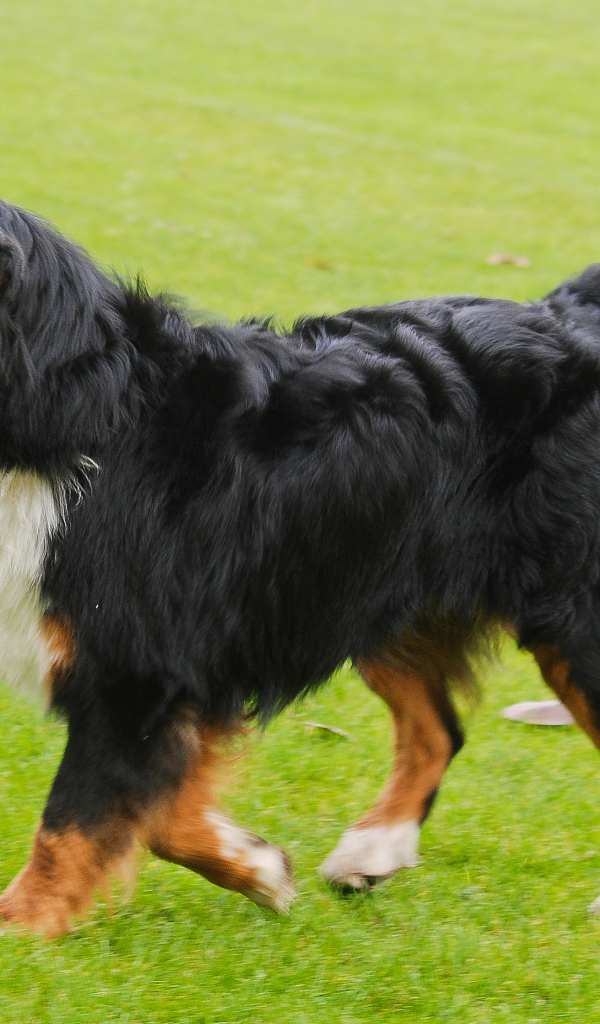 Счастливая бернская пастушья собака бежит по лужайке