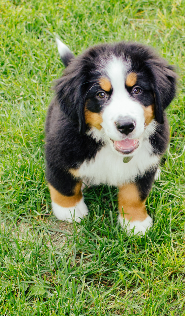 Happy Bernese Mountain dog Puppy looking at the photographer