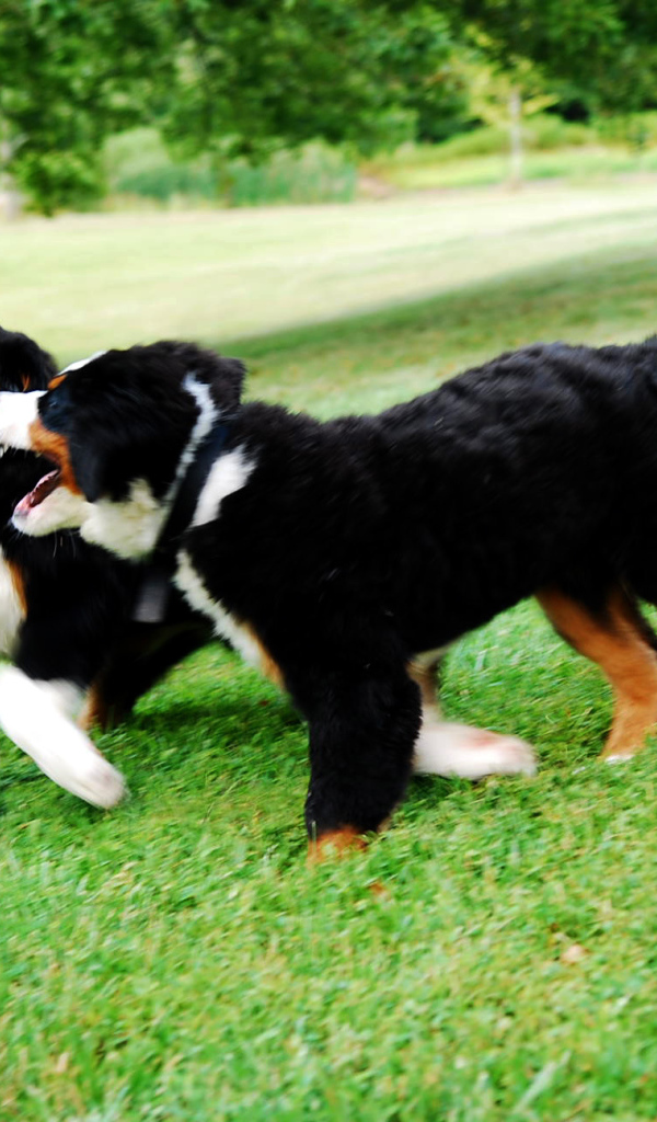 Счастливые щенки бернской пастушьей собаки играют