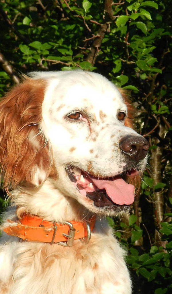 Счастливый английский сеттер