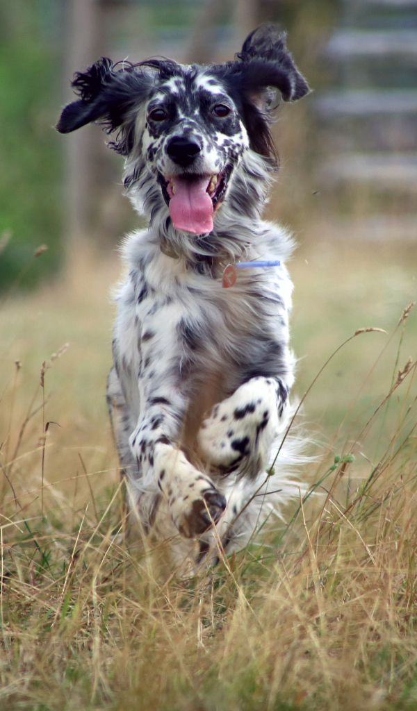 Счастливый английский сеттер бежит по полю