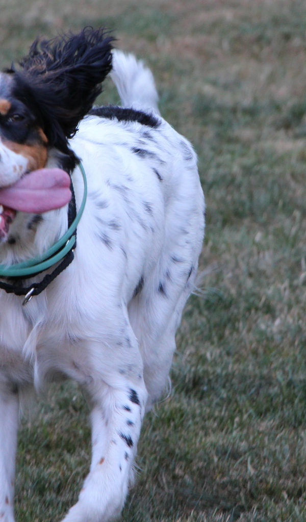 Счастливый английский сеттер бежит к хозяину