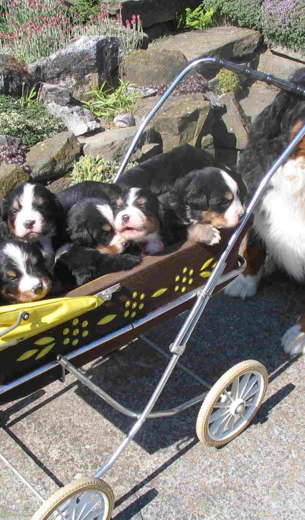 Счастливые щенки бернской пастушьей собаки с мамой