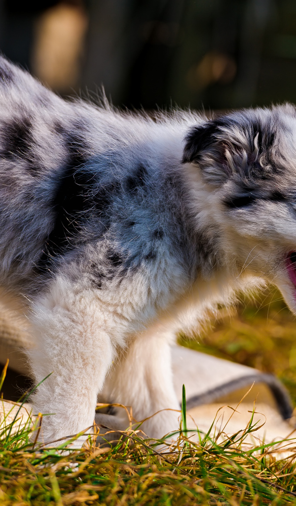 Счастливый щенок австралийской овчарки